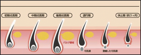 毛根期